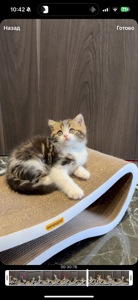 Розкішне яскраве Шотландське кошеня, хлопчик