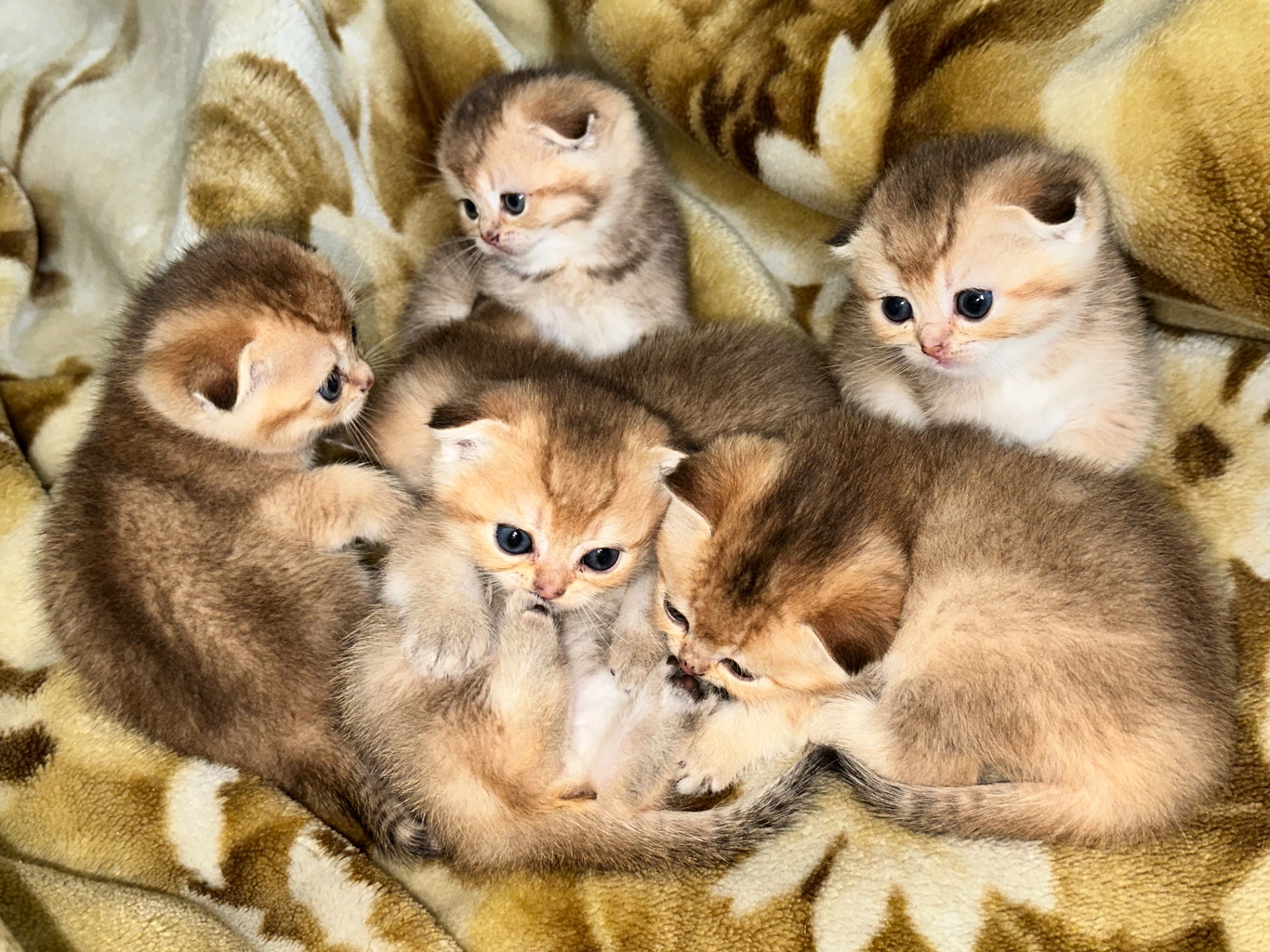 Кошенята золоті шиншили