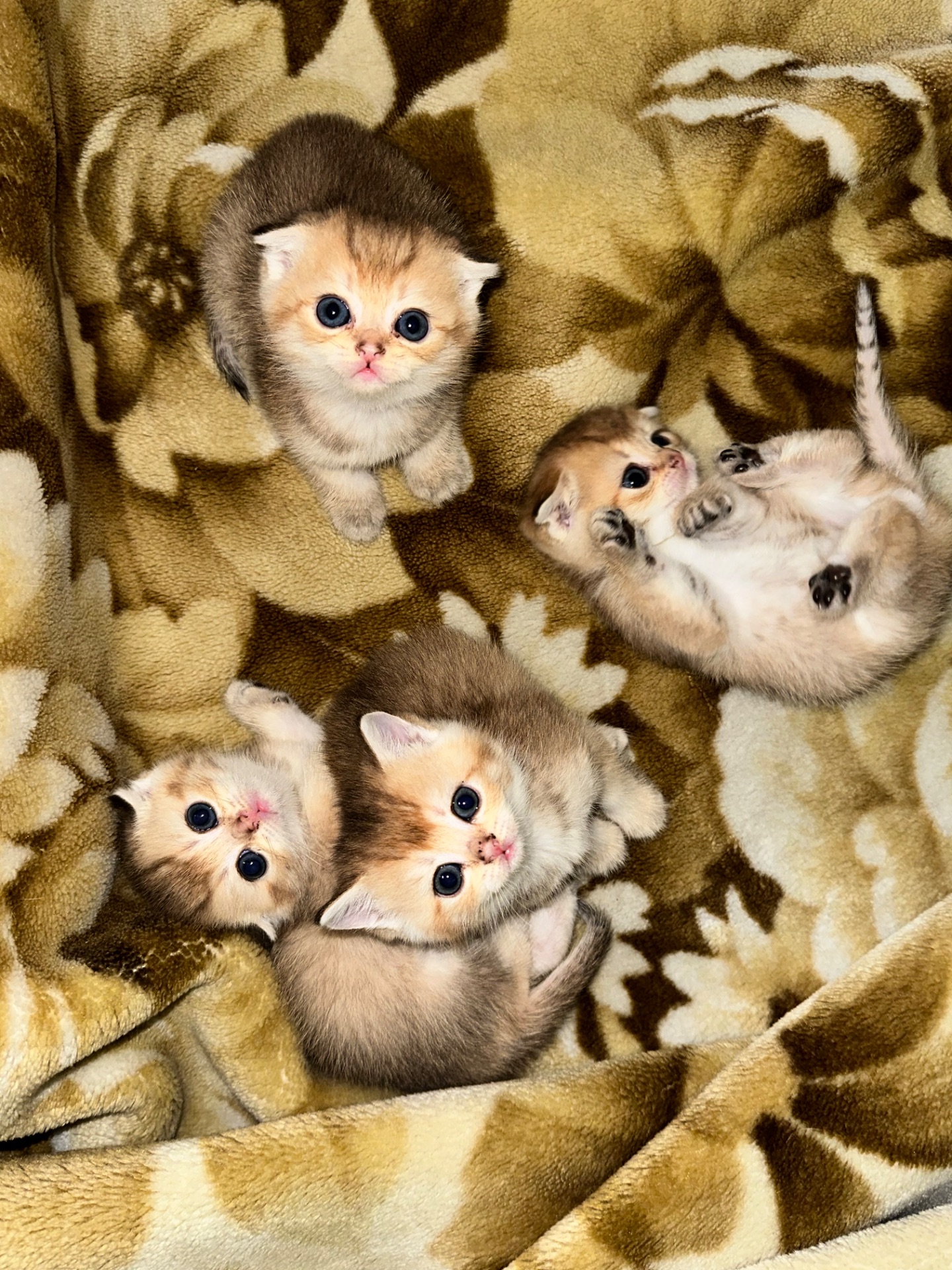 Кошенята золоті шиншилки