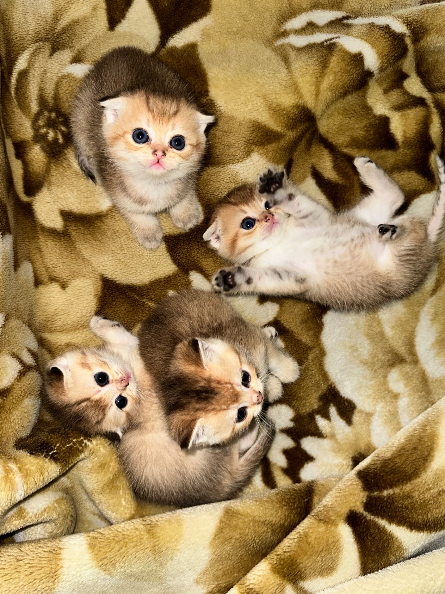 Кошенята золоті шиншили
