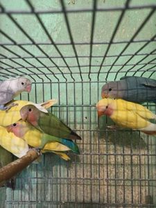 Неразлучники птенцы