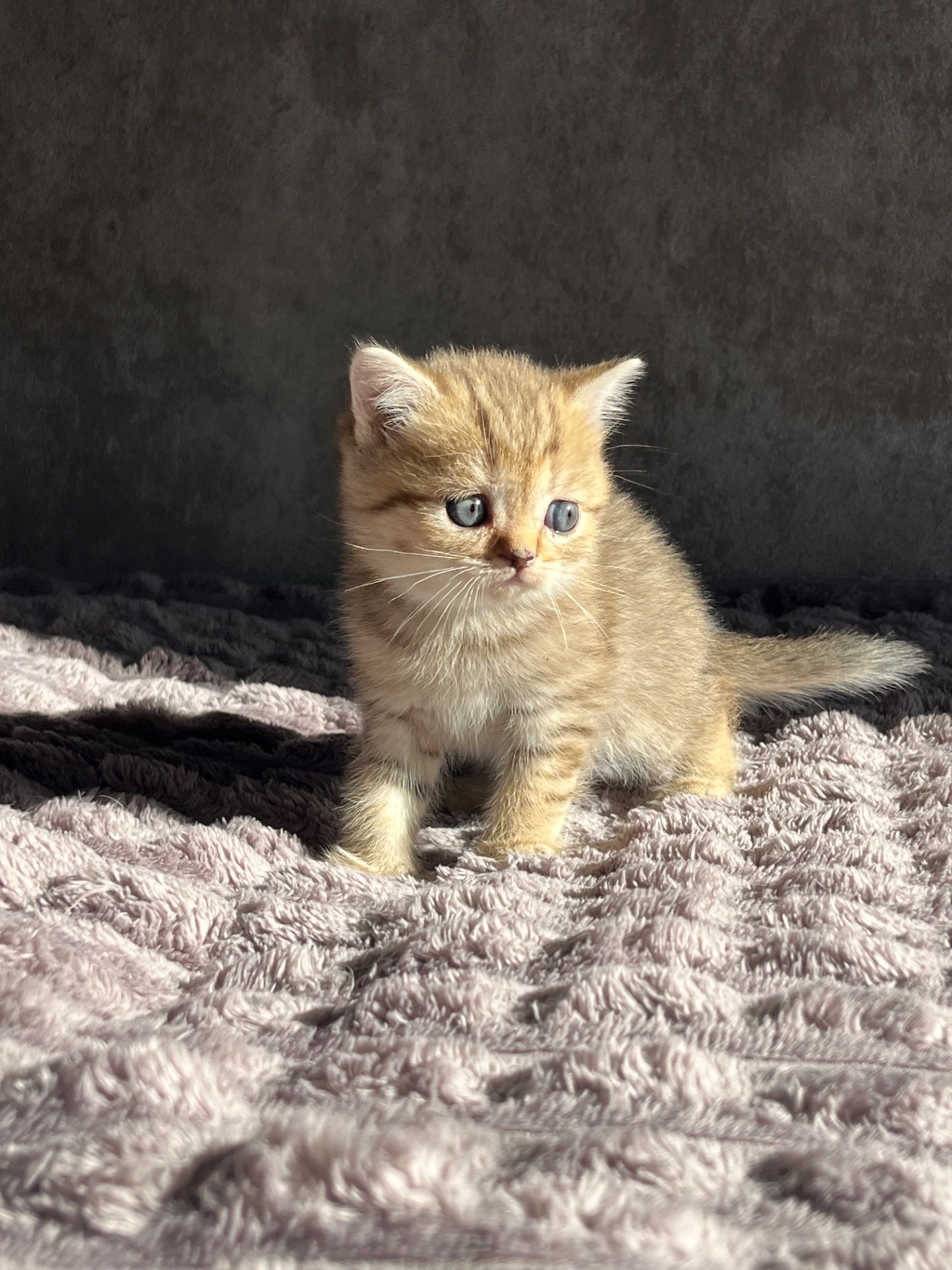 Кошенята золоті шиншили