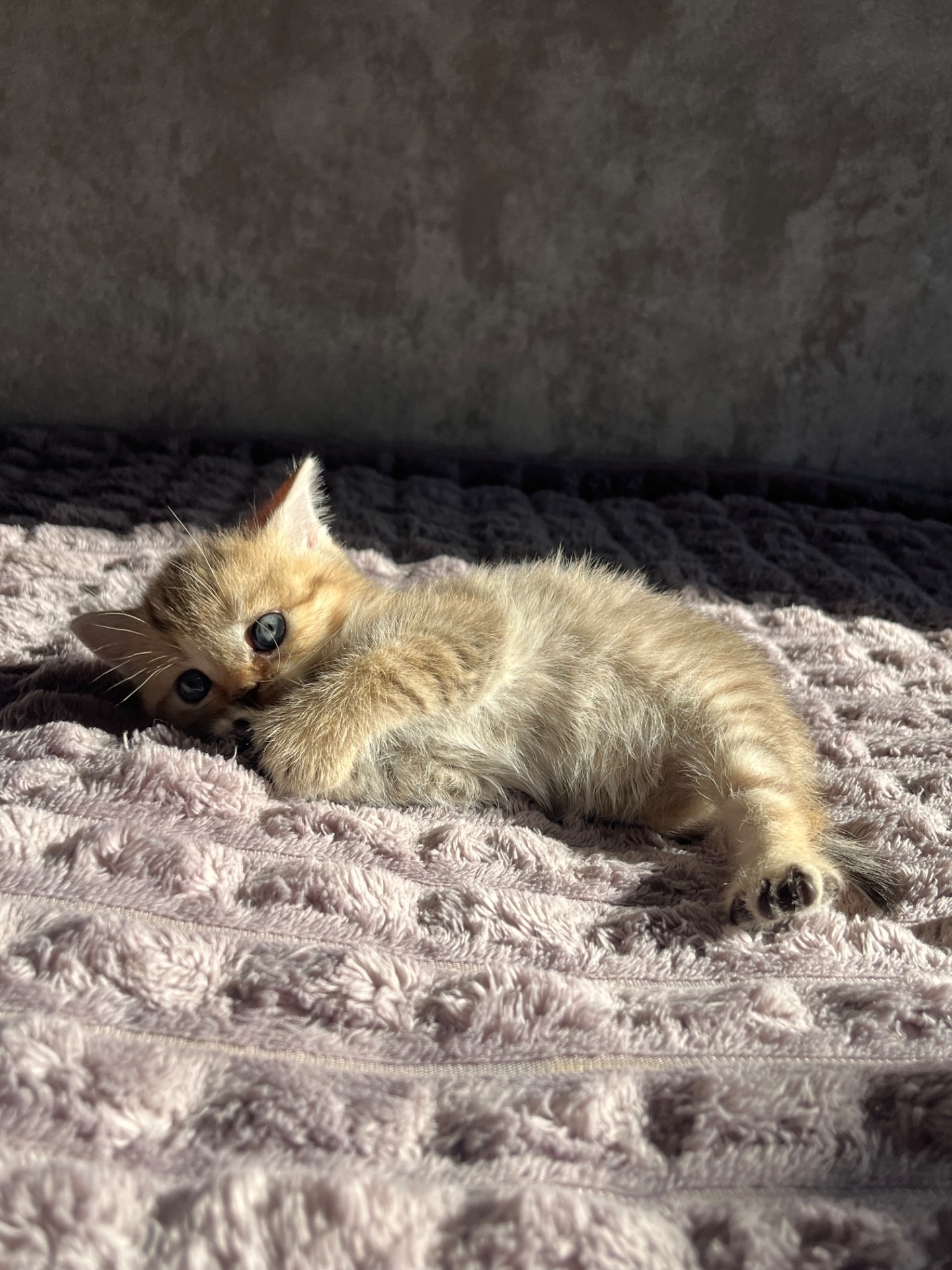 Кошенята золоті шиншили