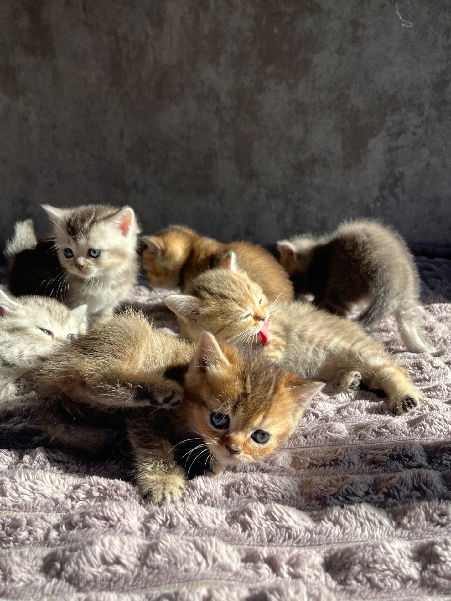 Кошенята золоті шиншили