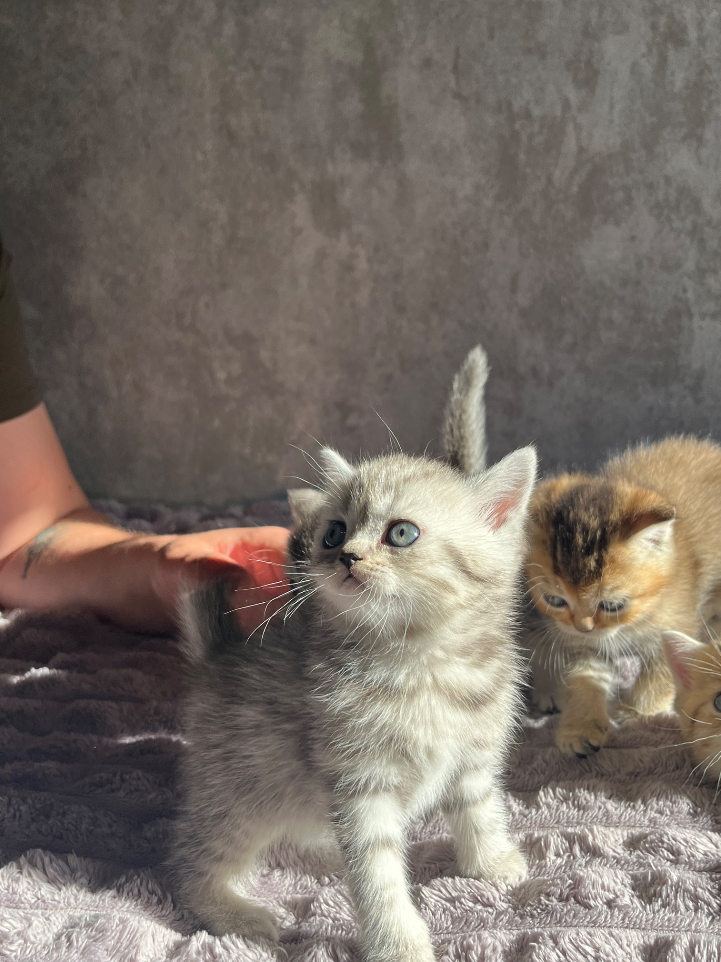 Кошенята золоті шиншили