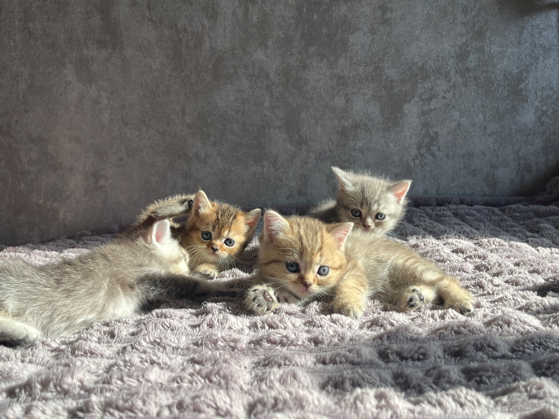 Кошенята золоті шиншили