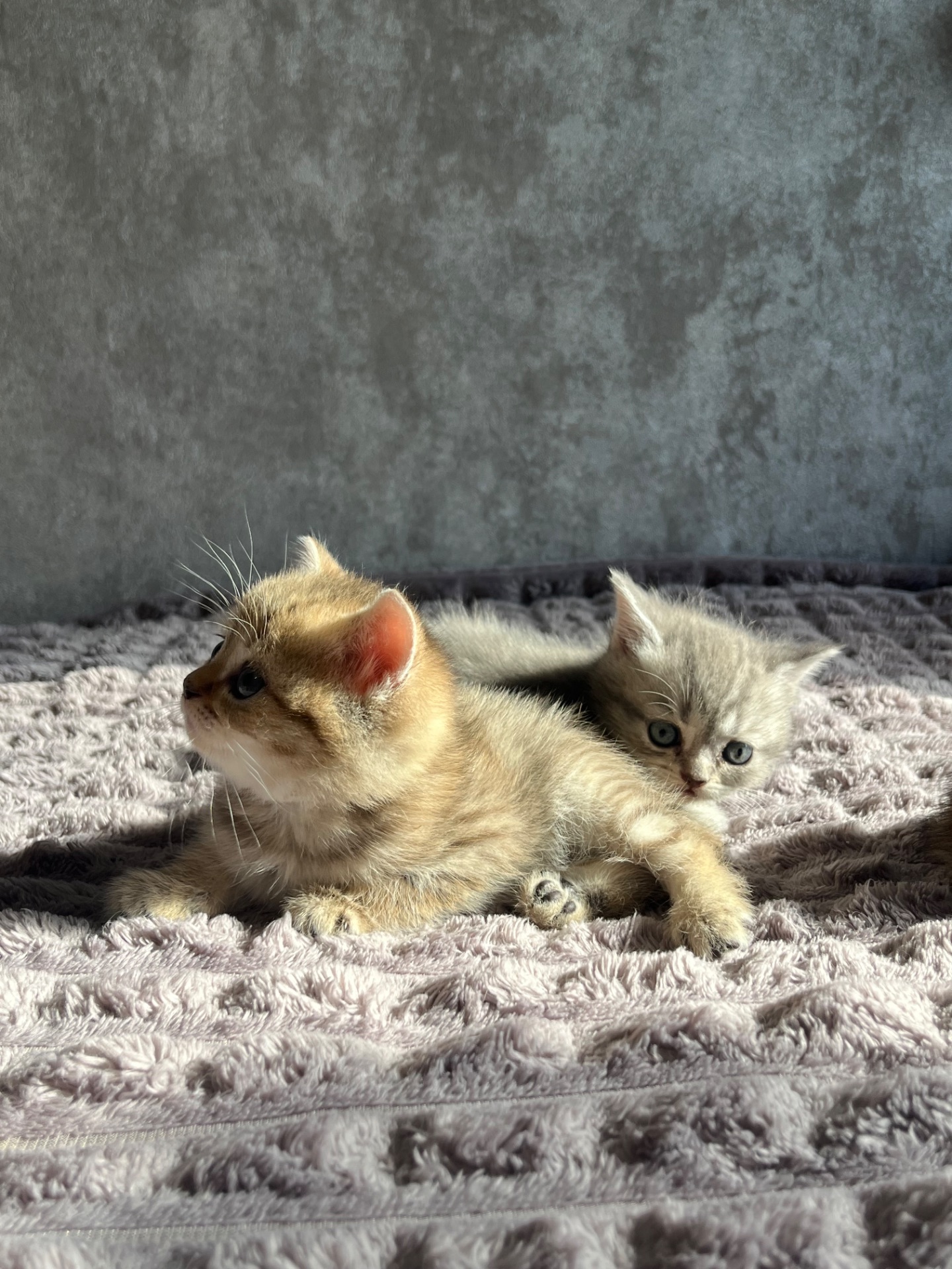 Кошенята золоті шиншили