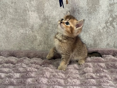 Кошенята золоті шиншили