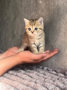Кошенята золоті шиншили