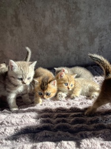 Кошенята золоті шиншили