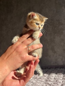 Кошенята золоті шиншили