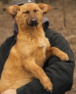 Брауні