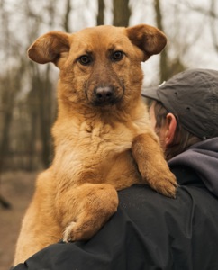 Брауні