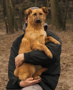 Брауні
