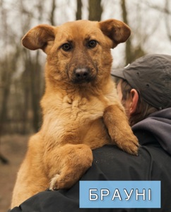 Брауні