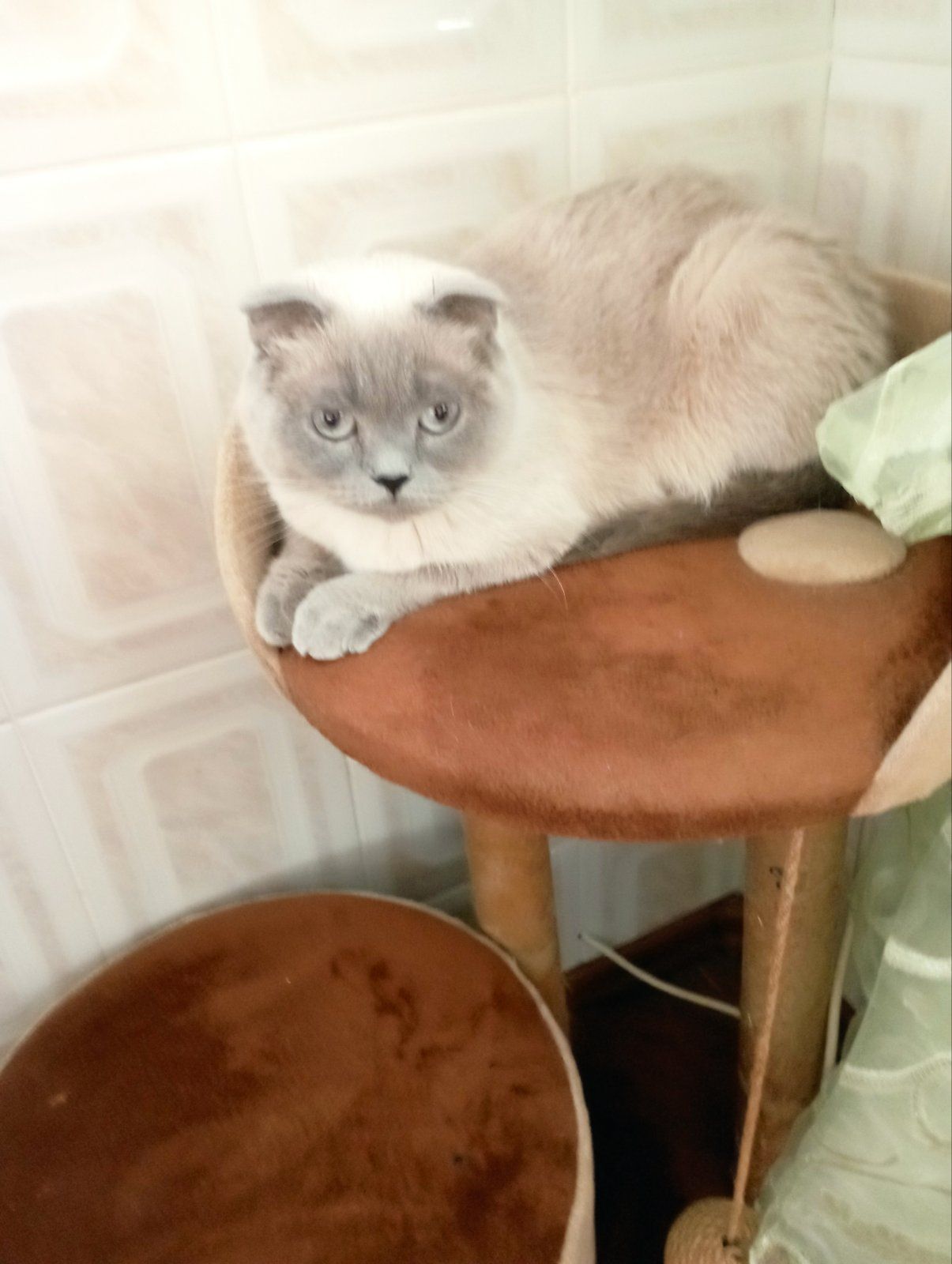 Кошенята Блюпоінт фолд і страйт