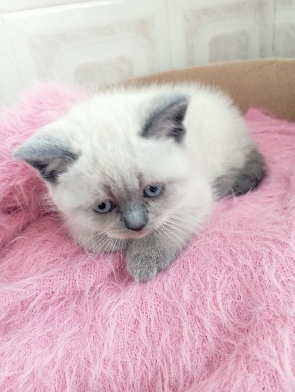 Кошенята Блюпоінт фолд і страйт