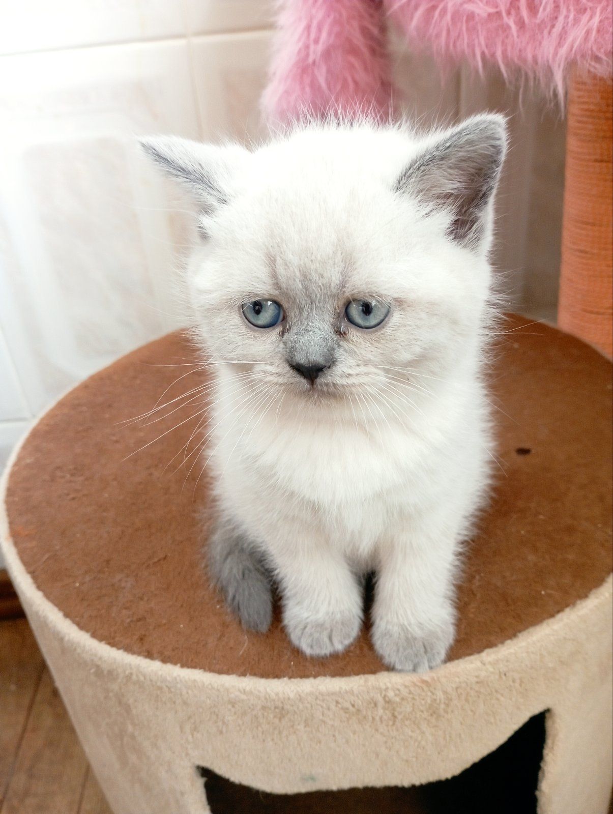 Кошенята Блюпоінт фолд і страйт