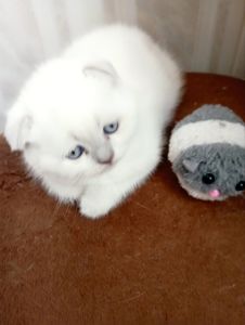 Кошенята Блюпоінт фолд і страйт