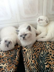 Кошенята Блюпоінт фолд і страйт