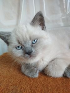 Кошенята Блюпоінт фолд і страйт