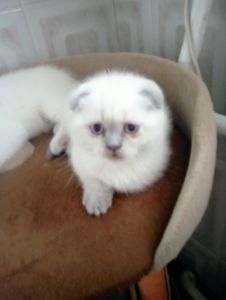 Кошенята Блюпоінт фолд і страйт