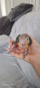 Каики желтоголовые