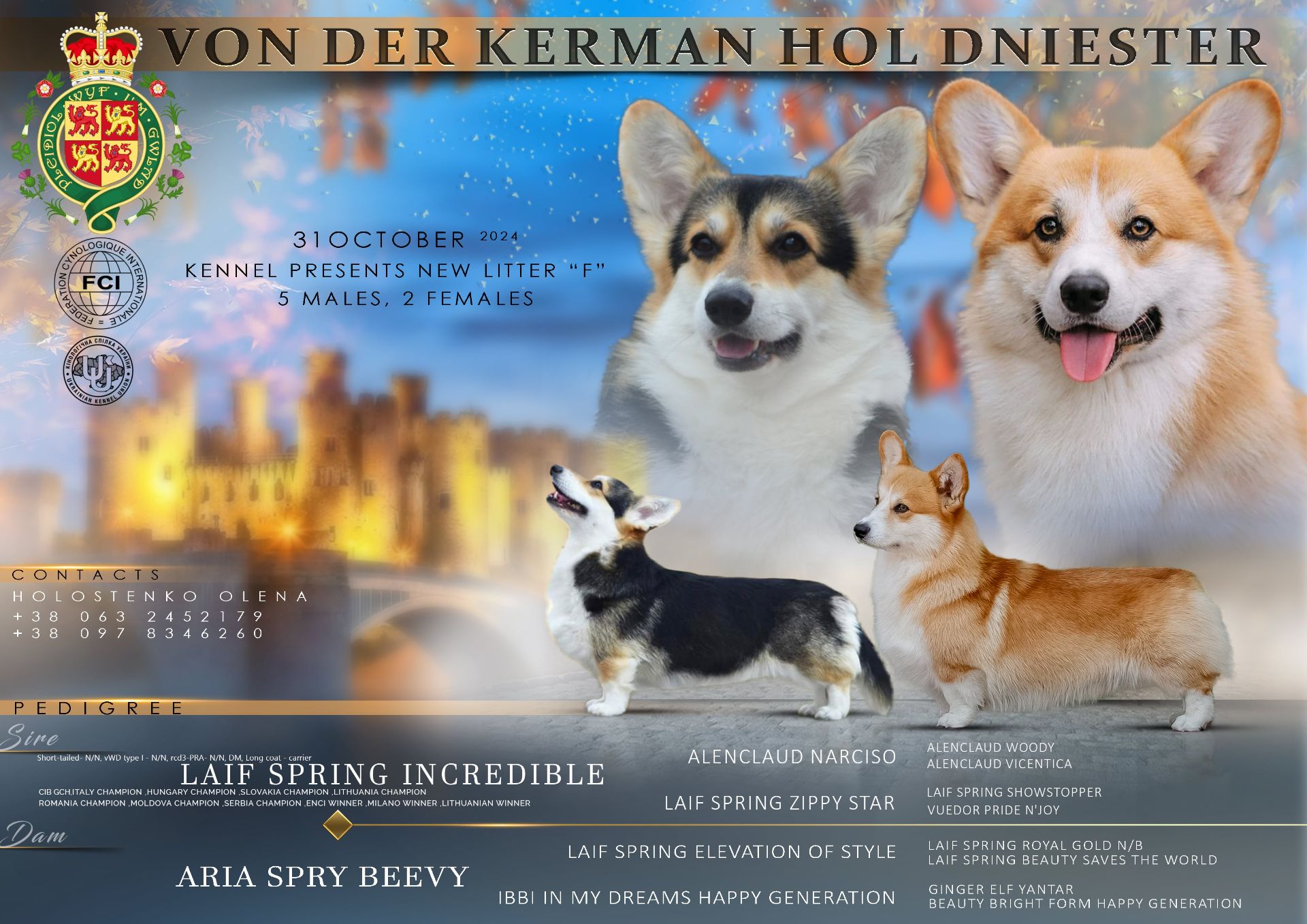 Вельш-корги