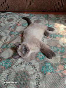 Весенняя Распродажа Шотландских котят