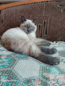 Весенняя Распродажа Шотландских котят