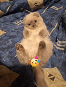 Весенняя Распродажа Шотландских котят