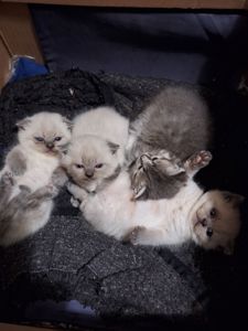 Весенняя Распродажа Шотландских котят