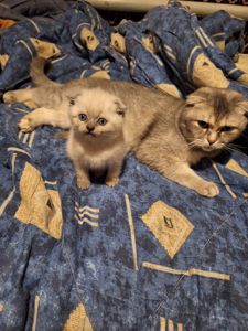 Весенняя Распродажа Шотландских котят