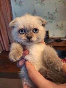 Весенняя Распродажа Шотландских котят