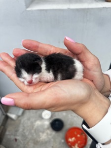 Кошенята