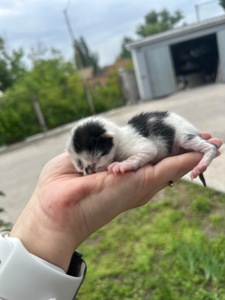 Кошенята