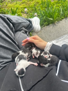 Кошенята