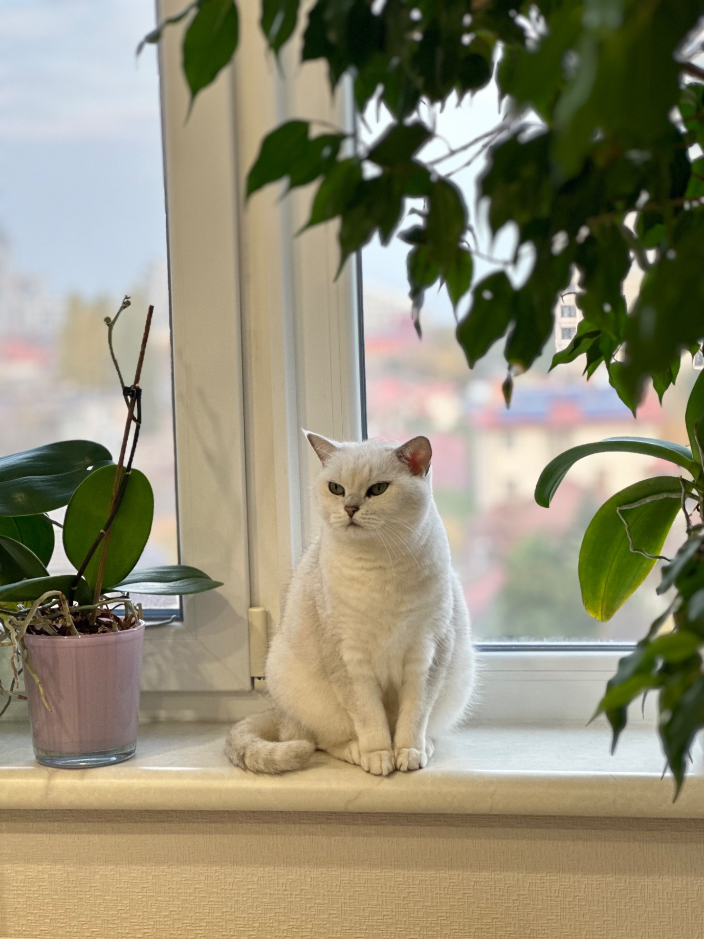 Британська короткошерстна кішка