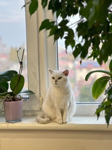 Британська короткошерстна кішка
