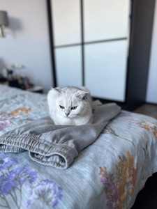 Британська короткошерстна кішка