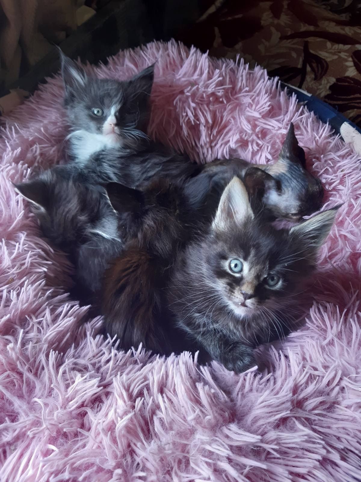 Кошенята Мейн- кун