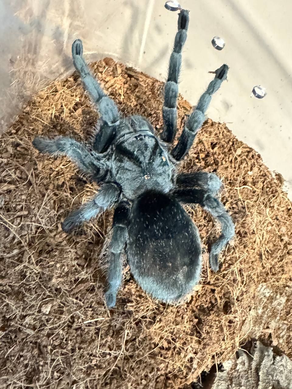 Grammostola Pulchra L12