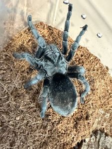Grammostola Pulchra L12