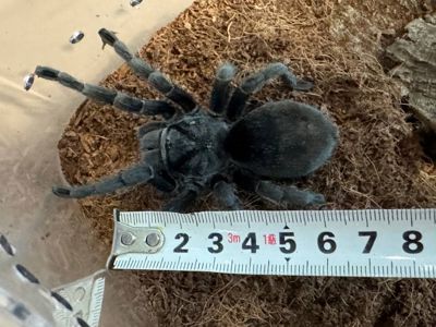 Grammostola Pulchra L12
