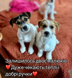 Чудовий хлопчик Джек Рассел