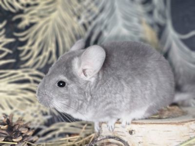 Шиншиллята Маленькие всех окрасов
