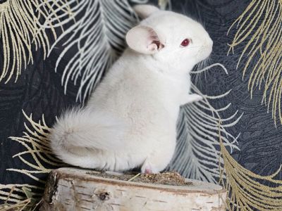 Шиншиллята Маленькие всех окрасов