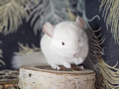 Шиншиллята Маленькие всех окрасов