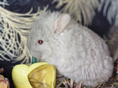 Шиншиллята Маленькие всех окрасов