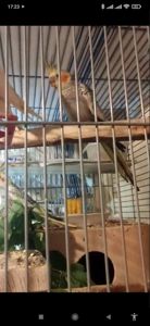 Продам викормишів корелл!!